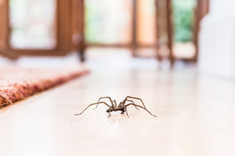 Black Widow Extermination in Katy, TX