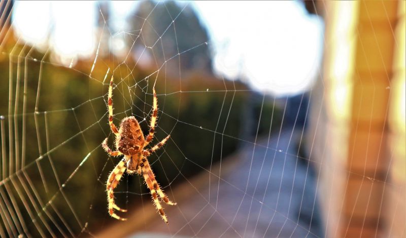 Common Spiders Extermination in New Braunfels, TX