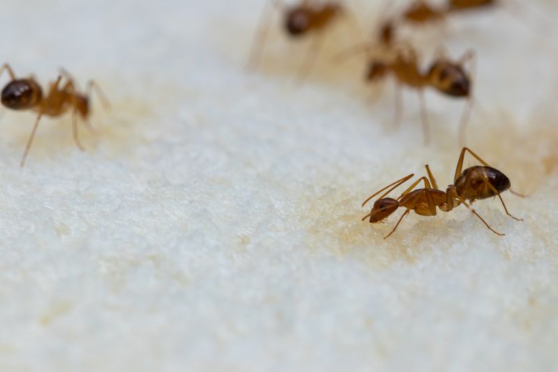 Ants Extermination Service detail