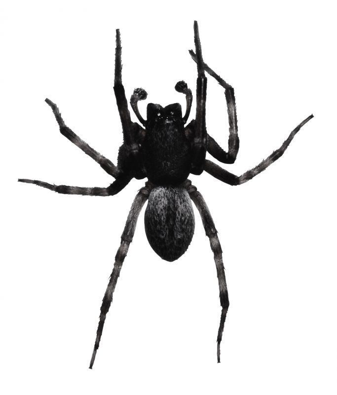 Huntsman Spider Extermination in Katy, TX