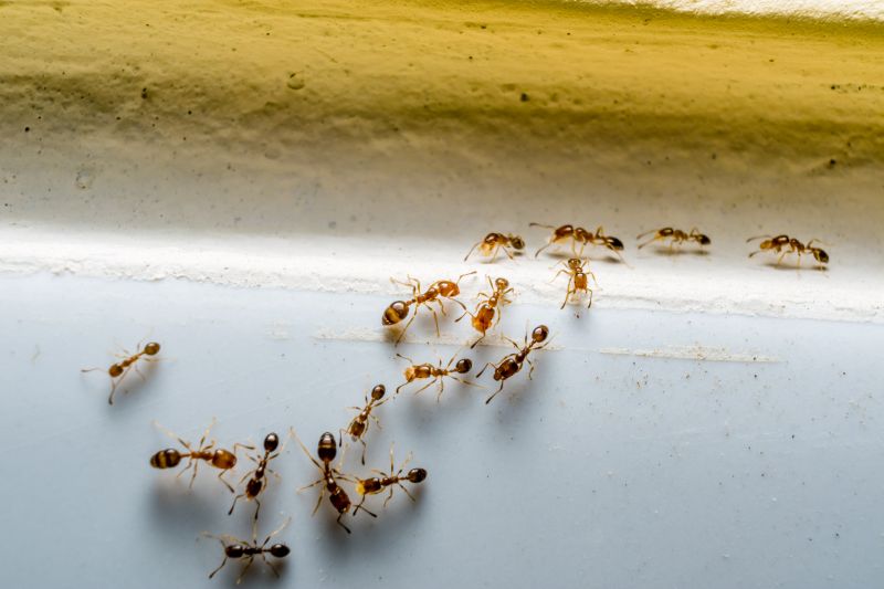 Safe Ant Pest Control Options For Homes With Children And Pets