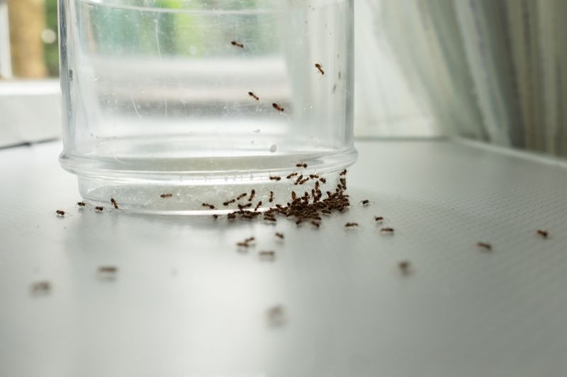 Safe Ant Pest Control Options For Homes With Children And Pets