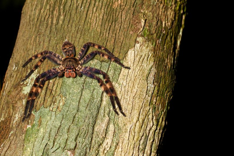 Hobo Spider Extermination in Katy, TX